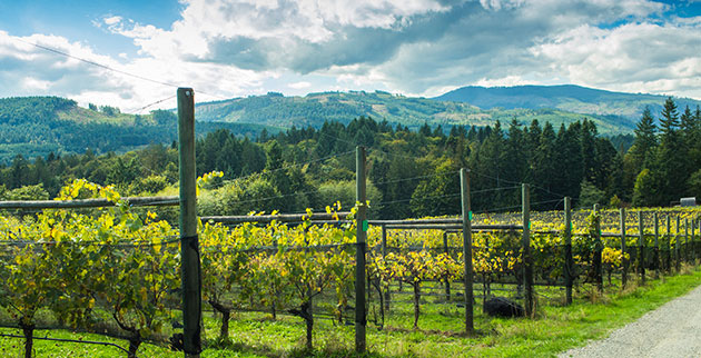 Sip and Savour the Wines of Vancouver Island
