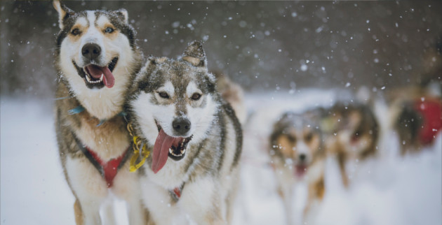 A trip to winter wonderland Ontario