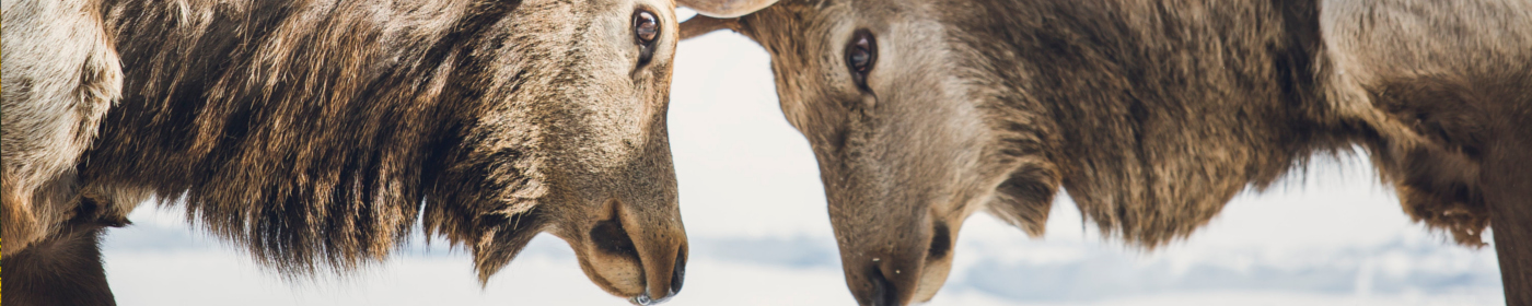 A trip to winter wonderland Ontario